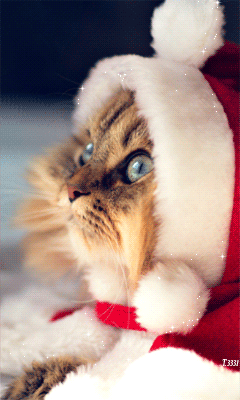 gehde8.gif