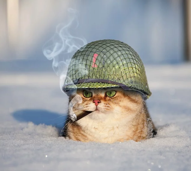 general-meow.webp