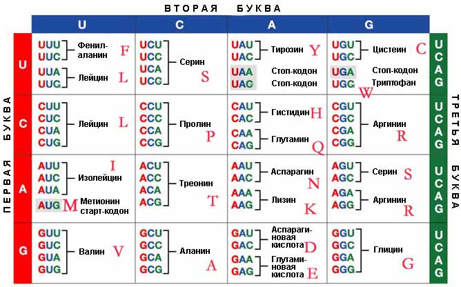 genetic_code_codon_rus.jpg
