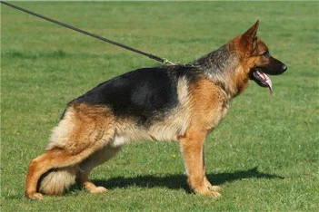 german_1.webp