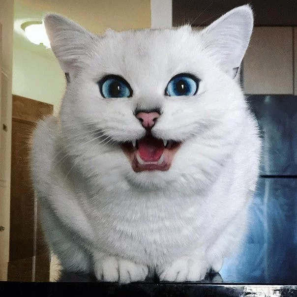 gf0fha.webp