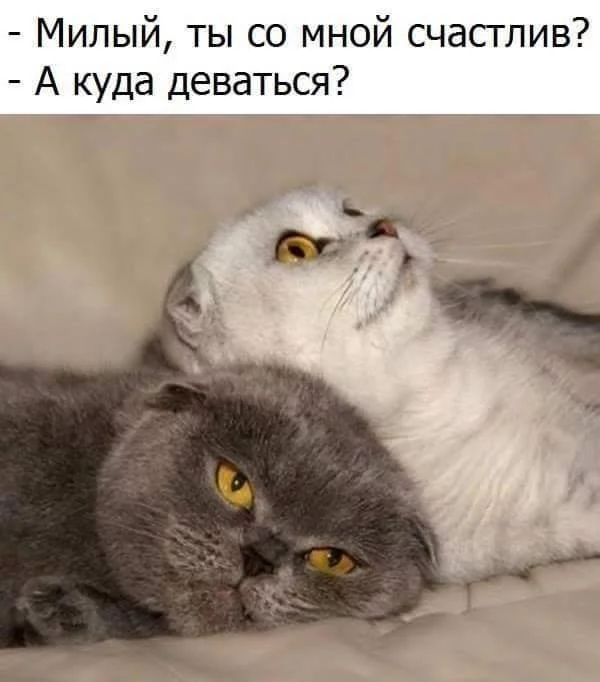 gf1fff.webp