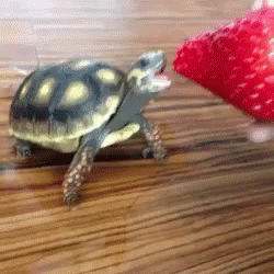 gf8bab.gif