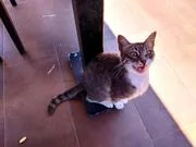 gfaj6j.webp
