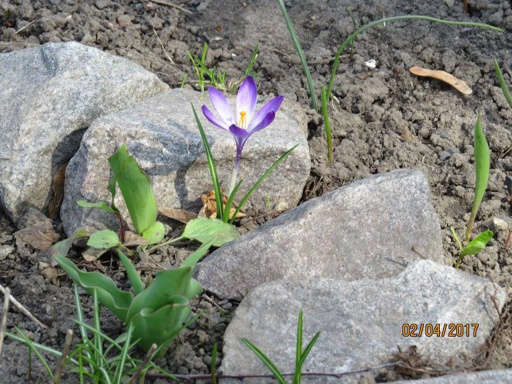 gfb0ac.webp