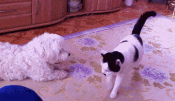 gfe8ec.gif