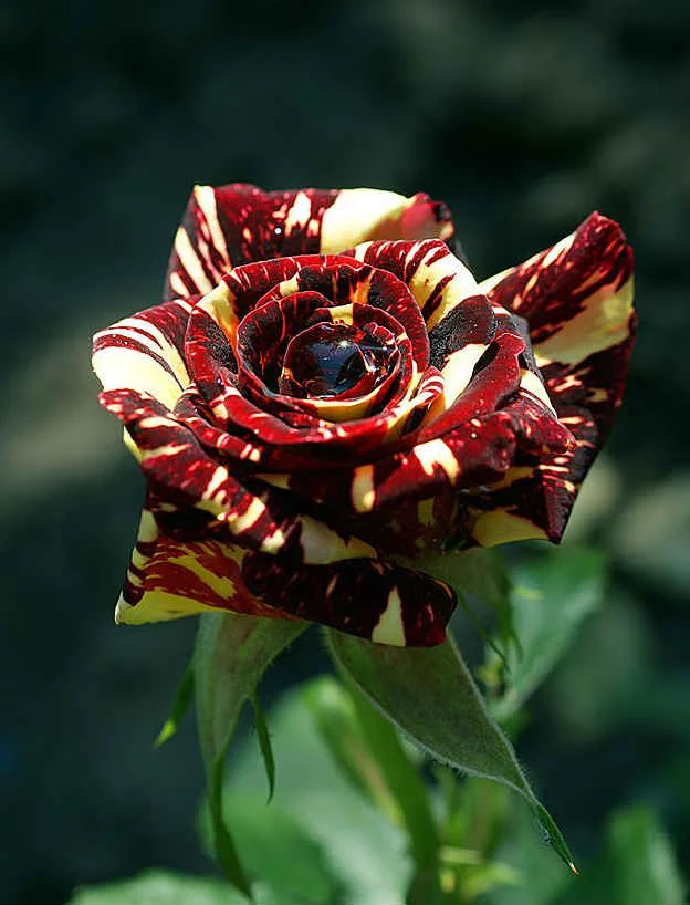gfeab6.webp
