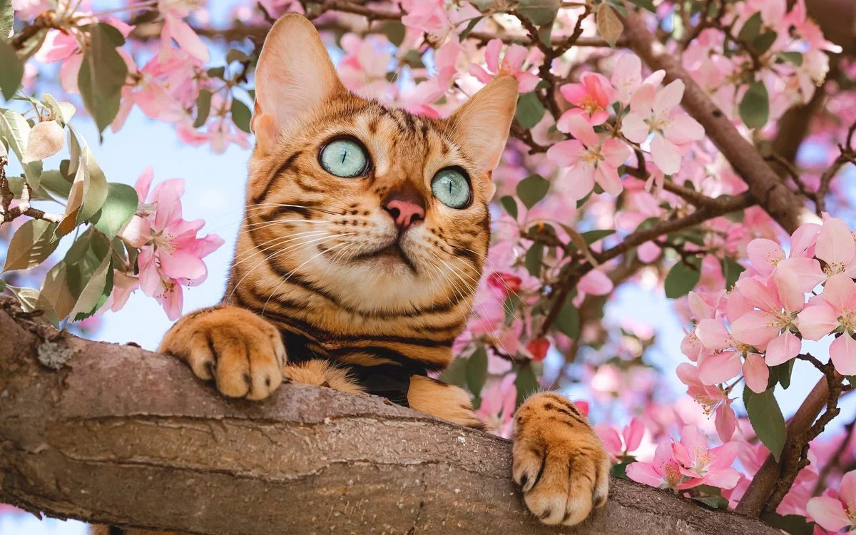 gfej6c.webp