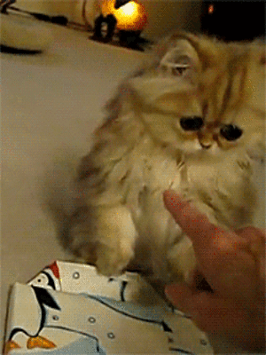 gfjg4d.gif