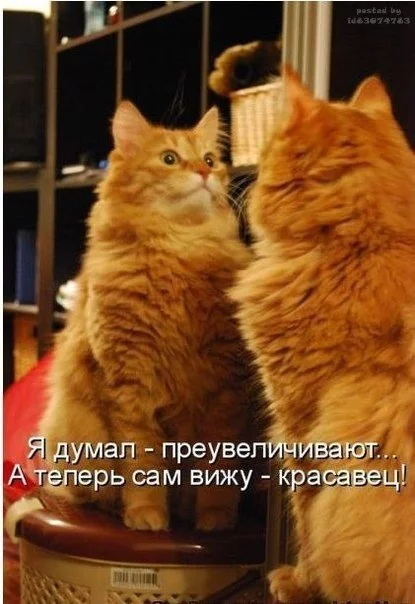 ggc1ga.webp