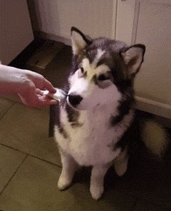 ggjej5.gif