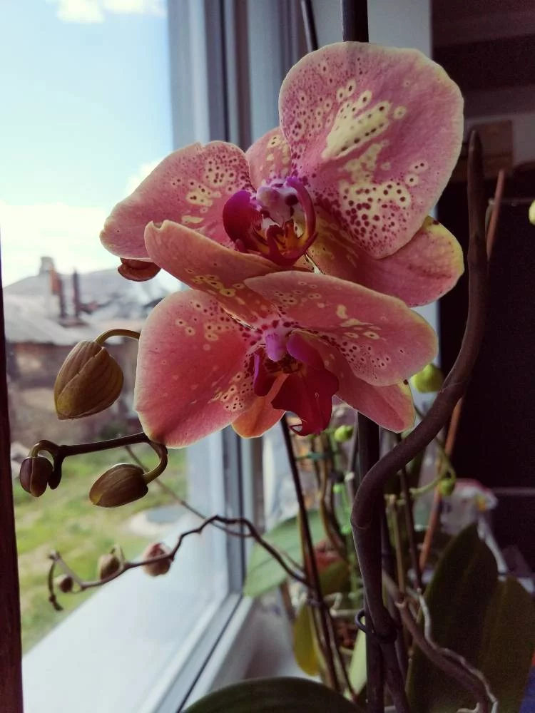 gh4hfj.webp