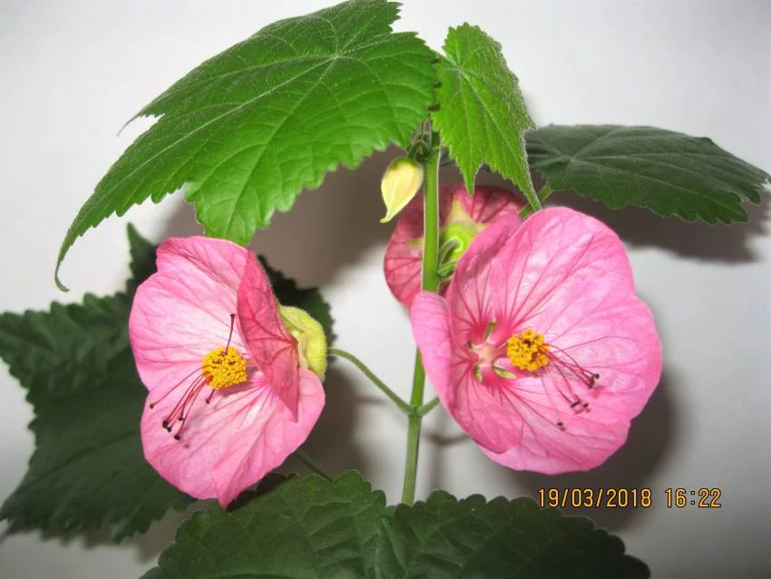 ghdg3h.webp