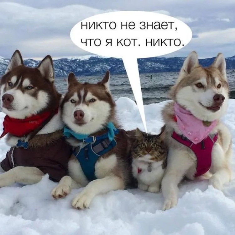 ghdhj6.webp