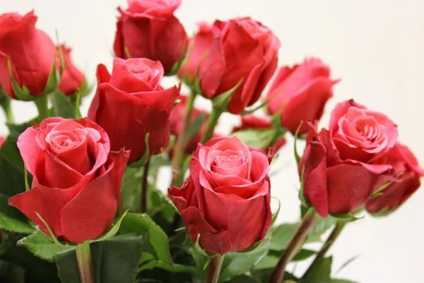 ghjah7.webp