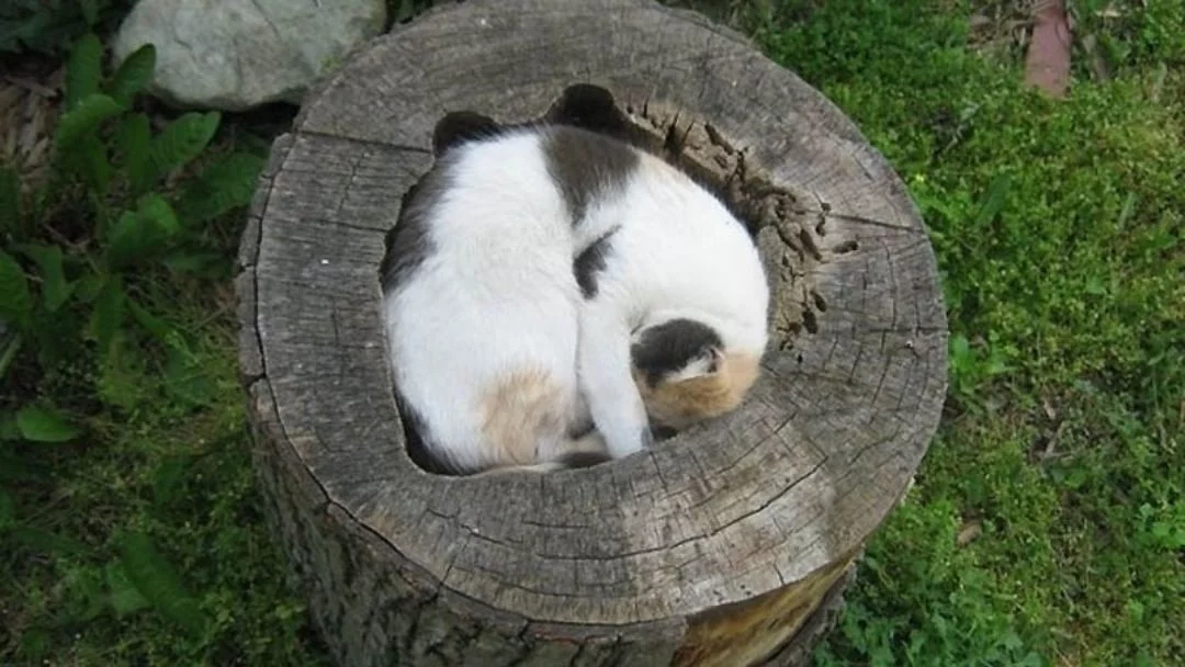 ghjcf9.webp