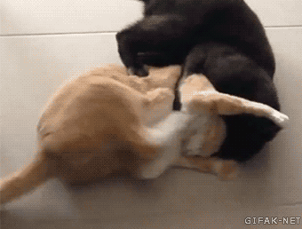 ghjg7f.gif