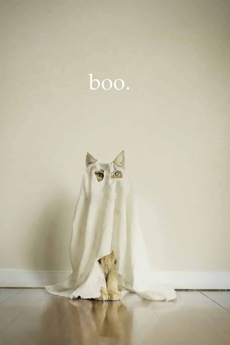 Ghost-Cat-58c1f00182516__880.webp