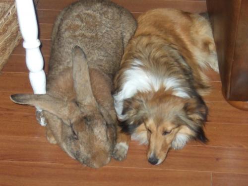 giant-rabbit.jpg