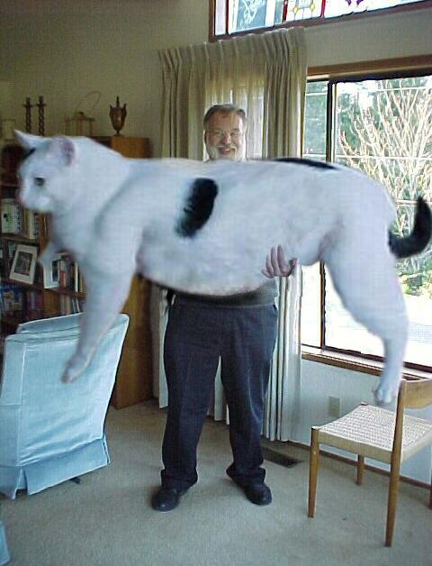 GiantCat2E.jpg