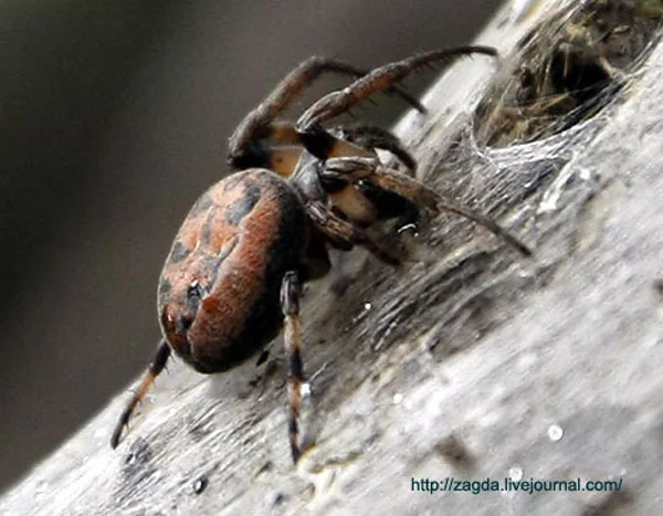 giantweb_1.webp