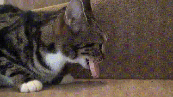 .gif