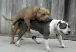 gifki_06.gif