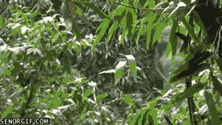 gifs-16.gif