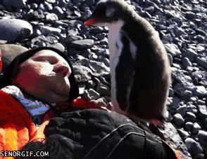 gifs_01.gif