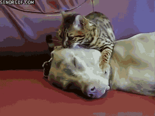 gifs_04.gif