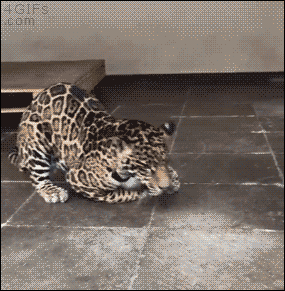 gifs_07.gif