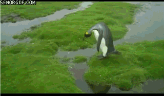 gifs_14.gif