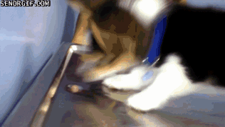 gifs_20.gif