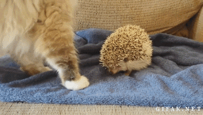 gifs_23.gif