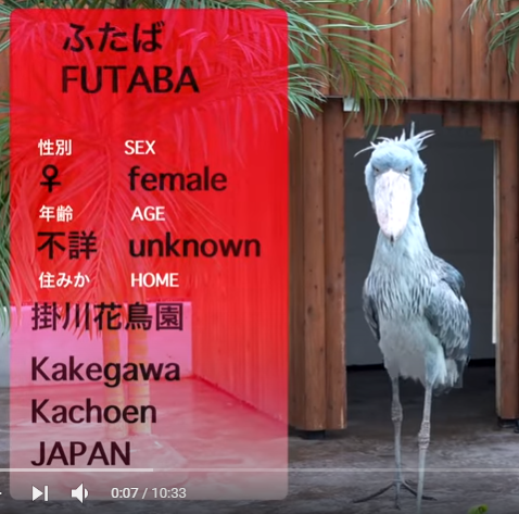 gigjjQhS_o.png