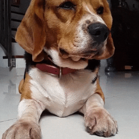 giphy-downsized-large.gif