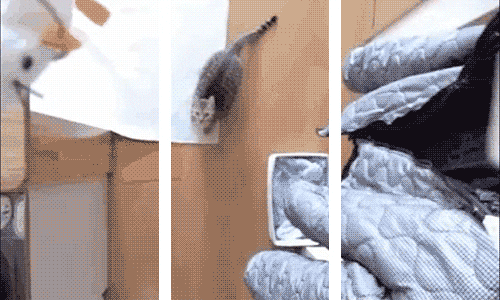 giphy.gif