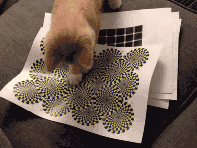 giphy.gif