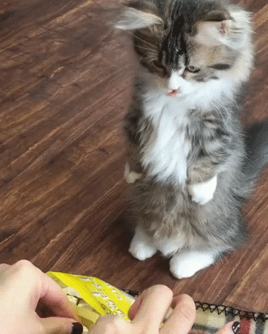giphy.gif