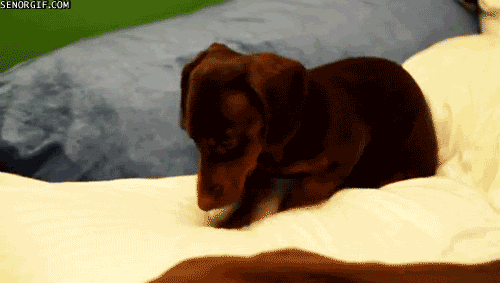 giphy.gif