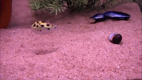 giphy.gif
