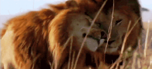 giphy.gif