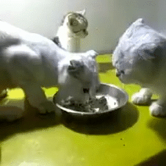 giphy.gif