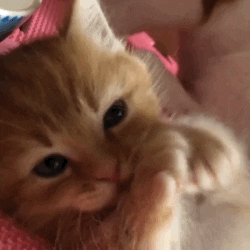 giphy.gif
