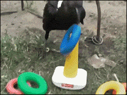 giphy.gif
