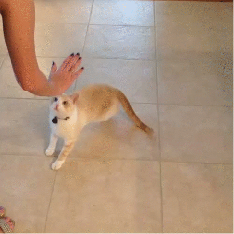 +give+high+fives+reposted+because+i_f496e7_4486441.gif