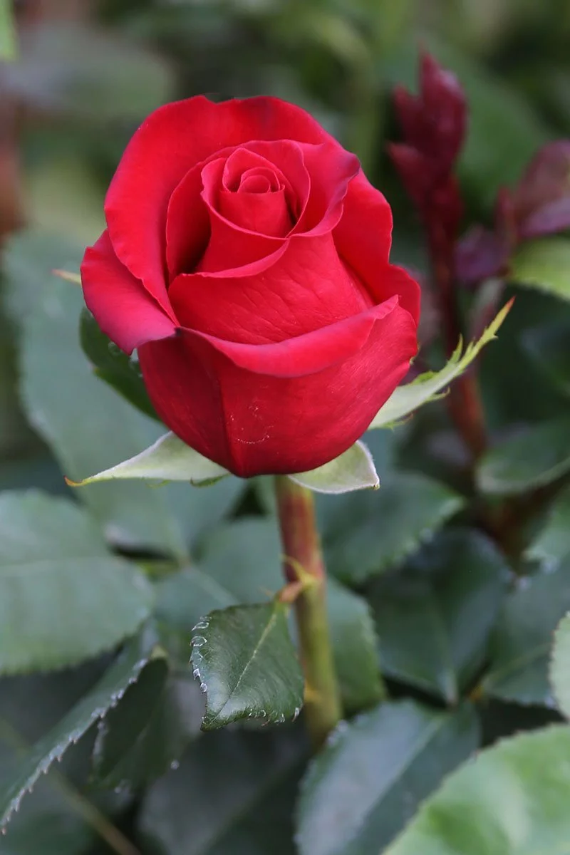 gj1ffc.webp