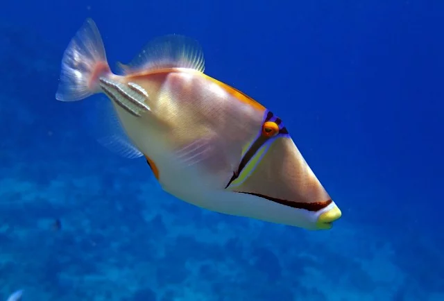 gjfd2d.webp