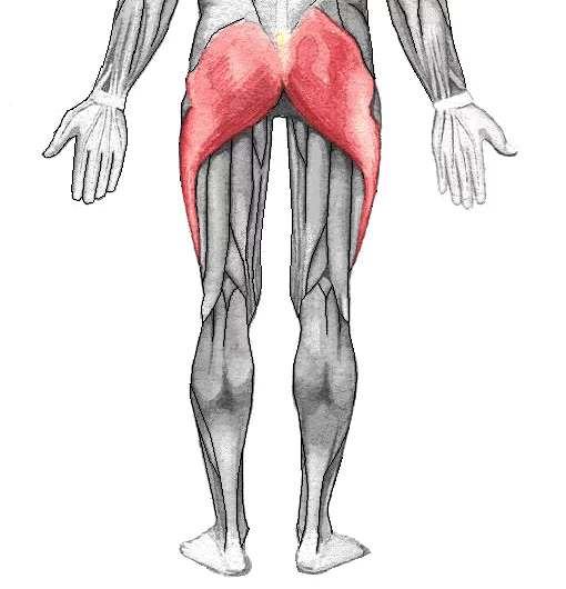 Gluteus_maximus.webp