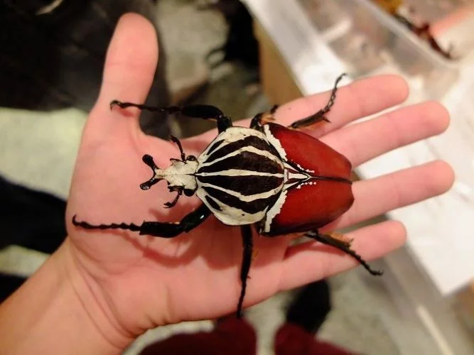 Goliath-Beetle-667x500.webp